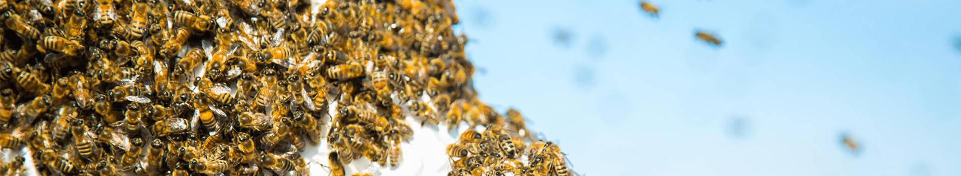 beekeeping, apiculture products