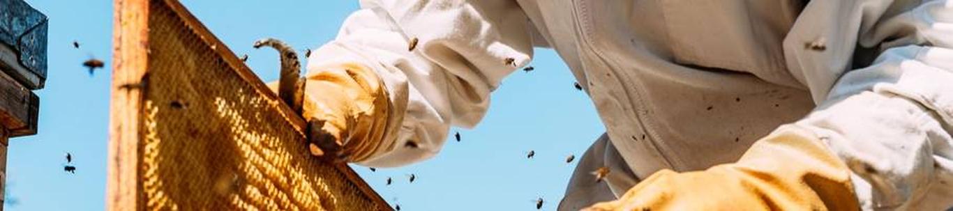 OÜ Nurme Sahver on asutatud 13.08.2018. Ettevõtte põhitegevus on mesindus. Tootmine toimub Raplamaal. 2018.aastal taotleti toetust PRIAst meetmest 6.1 Põllumaja