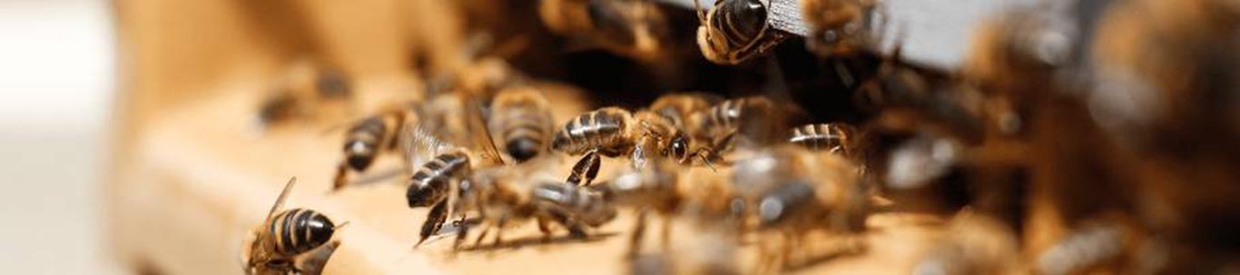 TAMME MESILA OÜ valdkond on mesindus. Samas valdkonnas (EMTAK 01491) on tegutsevaid ettevõtteid 2022 aasta seisuga kokku 309 tükki, kes annavad tööd kokku 408-l