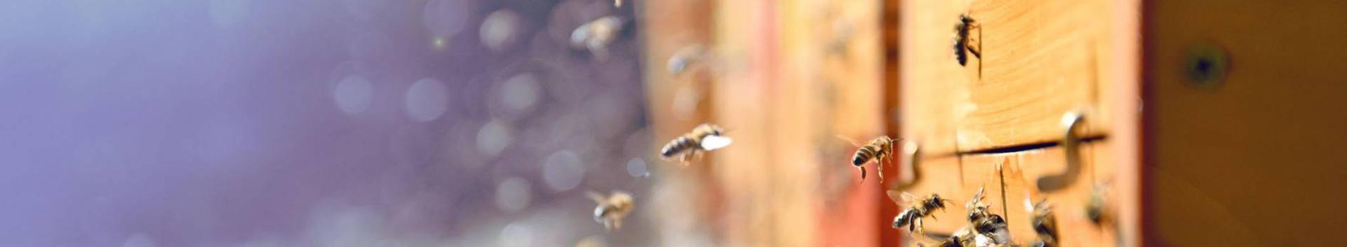 OÜ TõllaMesi on asutatud märts 2018 ja tegeleb mesindusega.