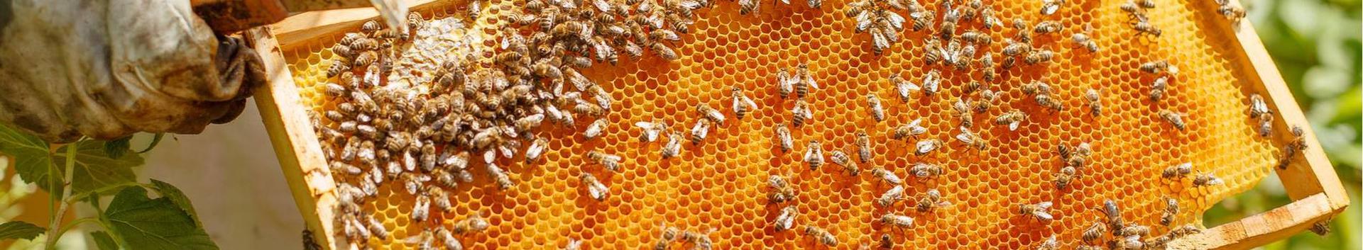 mesindus, mesindussaadused