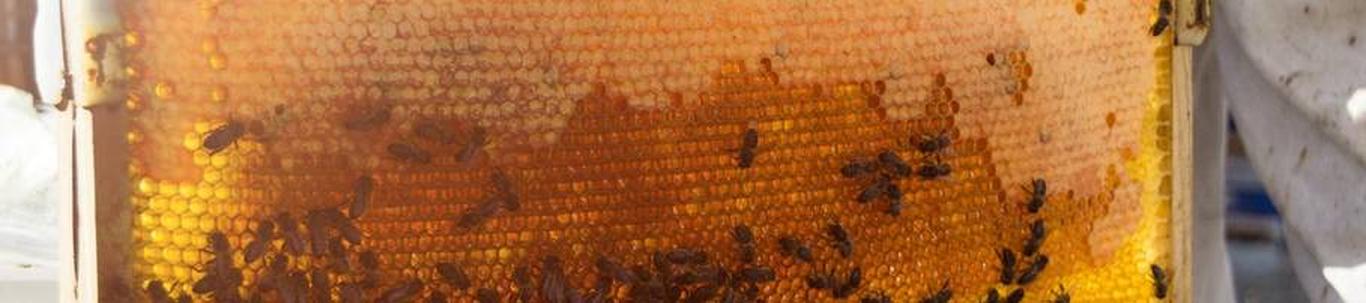 OÜ Susimesi on asutatud 2016.a. Ettevõtte põhitegevusalaks on mesindus. Ettevõtte 2022 aasta müügikäive oli 14 014 eurot ja majandusaasta kahjumiks kujunes 13
