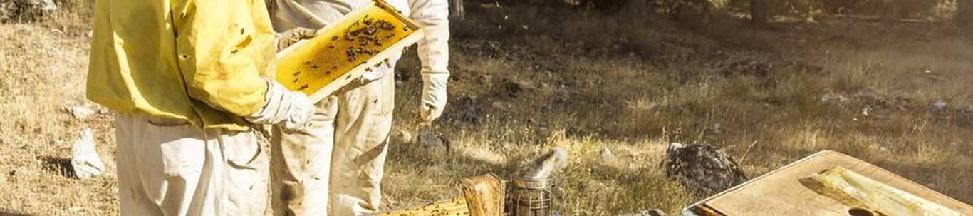 Pokaveski OÜ põhitegevusalaks on mesindus. 2023.aastal on plaanis jätkata samal tegevusalal.