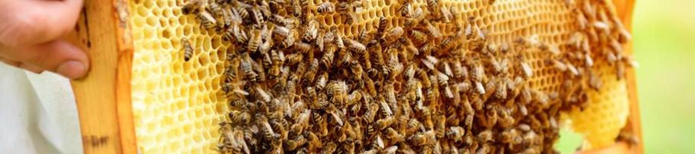 UP Mesi OÜ loodi 2018.a. Põhitegevusalaks on mesindus. 2022.a. oli UP mesi OÜ-le toimekas koostöö- ja arenguaasta. UP mesi OÜ jätkas 2021.a. saadud „Eesti maae