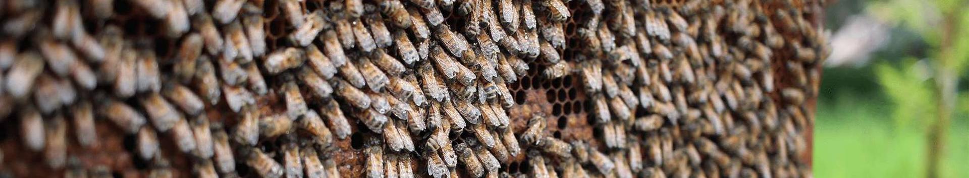 beekeeping, Beekeeping products