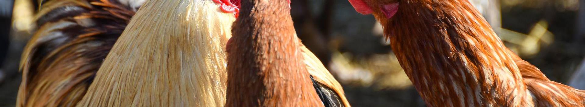poultry production, farm animals