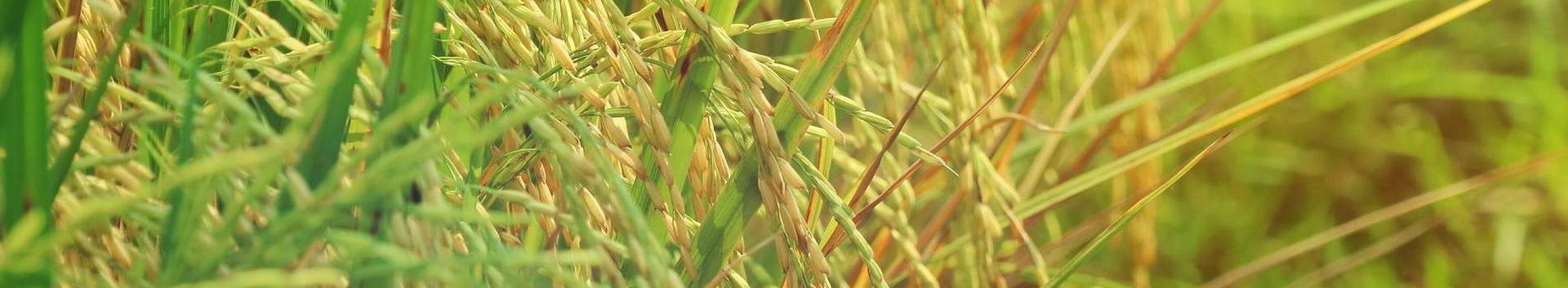 TÜ Pandivere Seemneviljaühistu loodi plaaniga hakata kasvatama ja müüma seemnevilja.