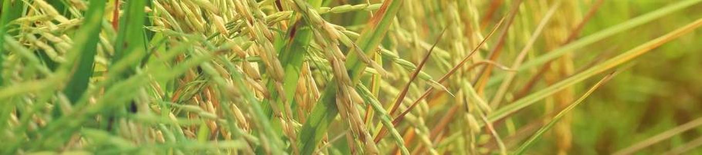 AGROTEX OÜ valdkond on taimekasvatuse abitegevused. Samas valdkonnas (EMTAK 01611) on tegutsevaid ettevõtteid 2023 aasta seisuga kokku 786 tükki, kes annavad tö