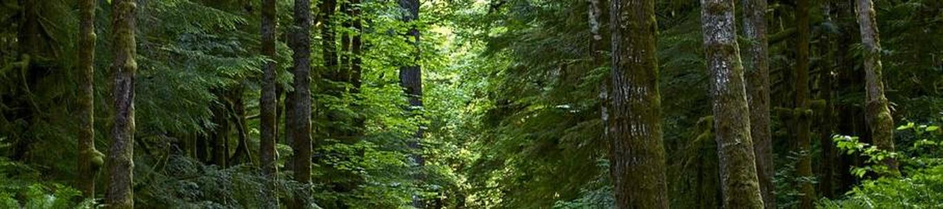 PULLI-PÕDRA METSAD OÜ valdkond on metsakasvatus ja muud metsamajanduse tegevusalad. Samas valdkonnas (EMTAK 02101) on tegutsevaid ettevõtteid 2022 aasta seisuga