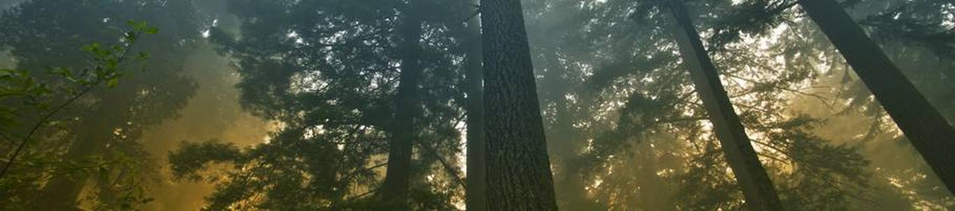 KÄBIKE OÜ valdkond on metsakasvatus ja muud metsamajanduse tegevusalad. Samas valdkonnas (EMTAK 02101) on tegutsevaid ettevõtteid 2021 aasta seisuga kokku 775 t