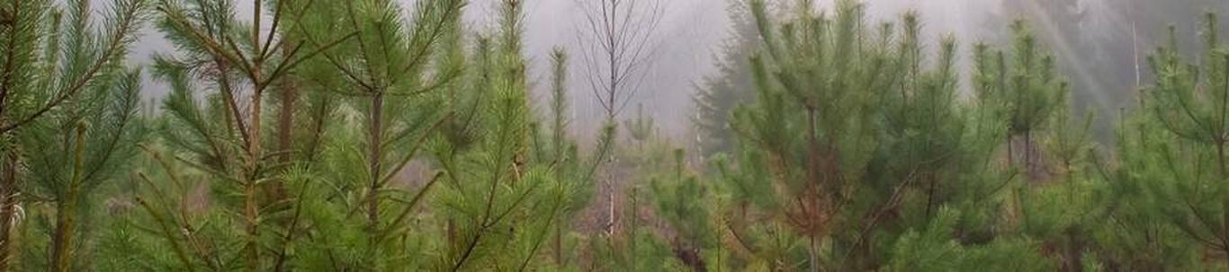 Talvises Sinu Metsa numbris jätkame rohepöörde teemal ja räägime sel korral, kuidas iga metsaomanik saab heaperemehelikult oma metsa hooldades aidata kaasa klii