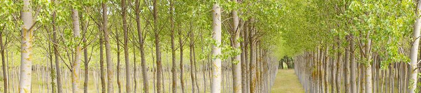 HILLART NURMELA NURMEOTSA TALU FIE valdkond on metsakasvatus ja muud metsamajanduse tegevusalad. Samas valdkonnas (EMTAK 02101) on tegutsevaid ettevõtteid 2022 