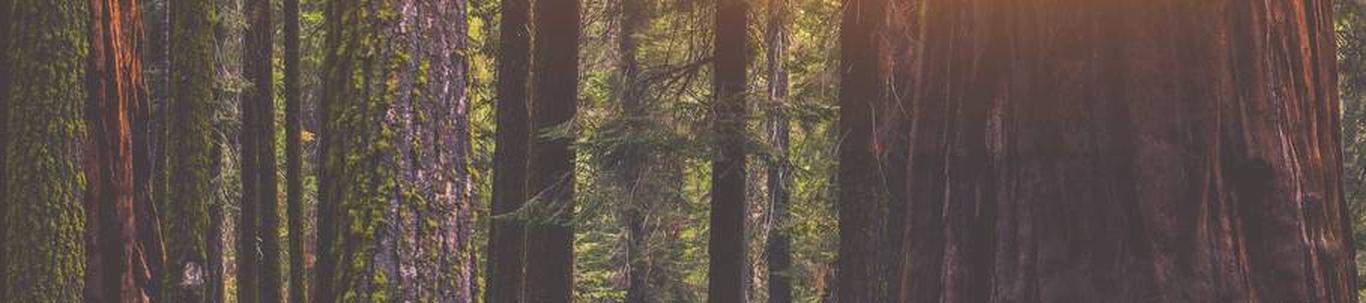 BTF2 Delta OÜ on 100% Birdeye Timber Fund 2 omanduses olev äriühing, mille põhitegevus on investeeringute tegemine Eesti metsamaa kinnistutesse ja nende heaperemehelik haldamine. Fondi metsamaa portfell omab rahvusvaheliselt ...