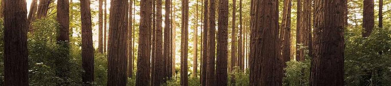 HILARIS MT OÜ valdkond on metsamajandust abistavad tegevused. Samas valdkonnas (EMTAK 02401) on tegutsevaid ettevõtteid 2023 aasta seisuga kokku 1592 tükki, kes