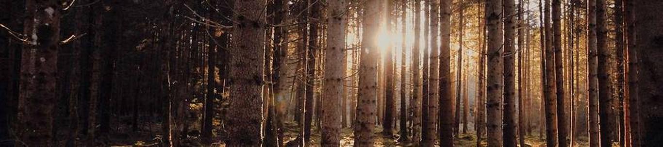 KALEV JÜRGENSON FIE valdkond on metsamajandust abistavad tegevused. Samas valdkonnas (EMTAK 02401) on tegutsevaid ettevõtteid 2023 aasta seisuga kokku 1528 tükk