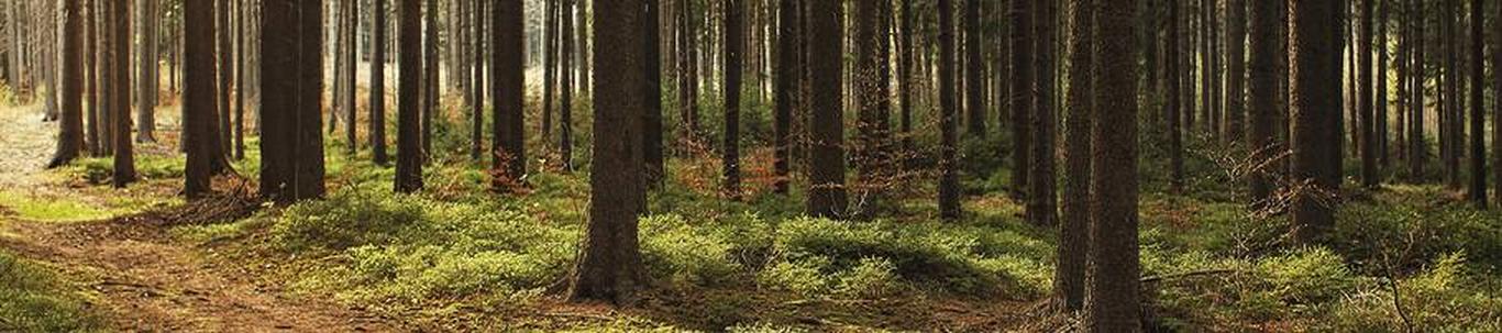 VÕRUMAA METSAÜHISTU MTÜ valdkond on metsamajandust abistavad tegevused. Samas valdkonnas (EMTAK 02401) on tegutsevaid ettevõtteid 2022 aasta seisuga kokku 1421 