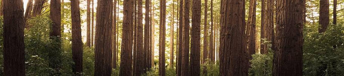  D&K METSATÖÖD OÜ alustas peaaegu 3 aastat tagasi  D&K METSATÖÖD OÜ valdkond on metsamajandust abistavad tegevused. Samas valdkonnas (EMTAK 02401) on tegutsevai