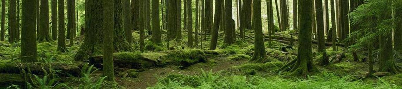 REIMO NOOR FIE valdkond on metsamajandust abistavad tegevused. Samas valdkonnas (EMTAK 02401) on tegutsevaid ettevõtteid 2022 aasta seisuga kokku 1416 tükki, ke