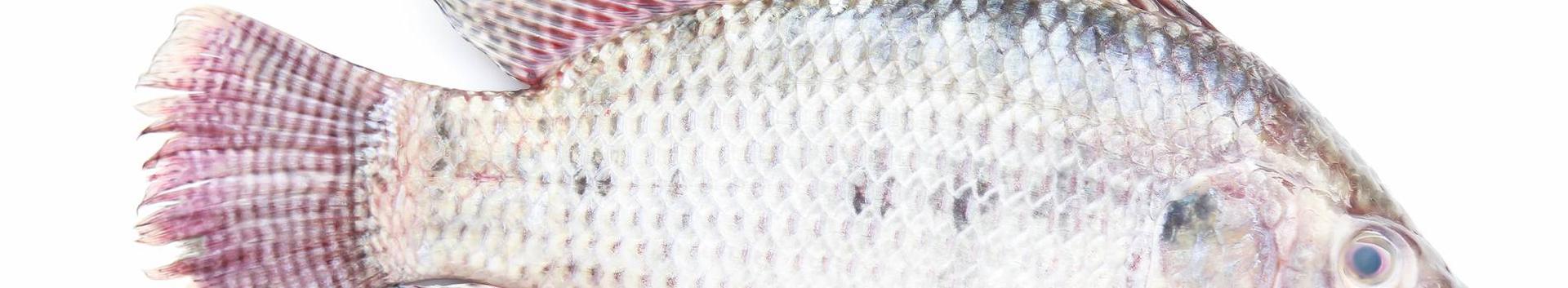 OÜ Kaiavere Kalurikolhoos kalapüügiga tegelev ettevõte, mis omab ajaloolisi püügiõiguseid Kaiavere järvele. See järv on kalarikas ja sinna asustatakse ...