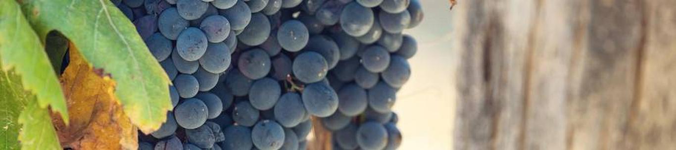 OÜ Järiste Veinitalu tegeleb viinamarjaveini, marjaveini ja siidri tootmisega. 2018. aastal alustati tootmisega (tegevusload saadi 09.2018), esimesed tooted valmisid 2019. aastal. Kohapeal võtame vastu gruppe, kellele