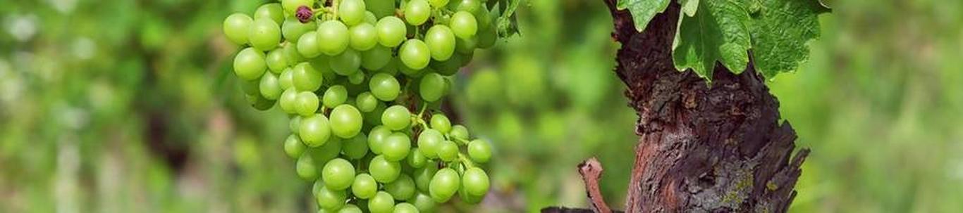 Osaaühing alustas tegevust 03.05.2019. Pindi Veinitalu OÜ põhitegevusalaks on marja- ja puuviljaveinide tootmine ja müük. Pindi Veinitalu sai Töötukassalt ett