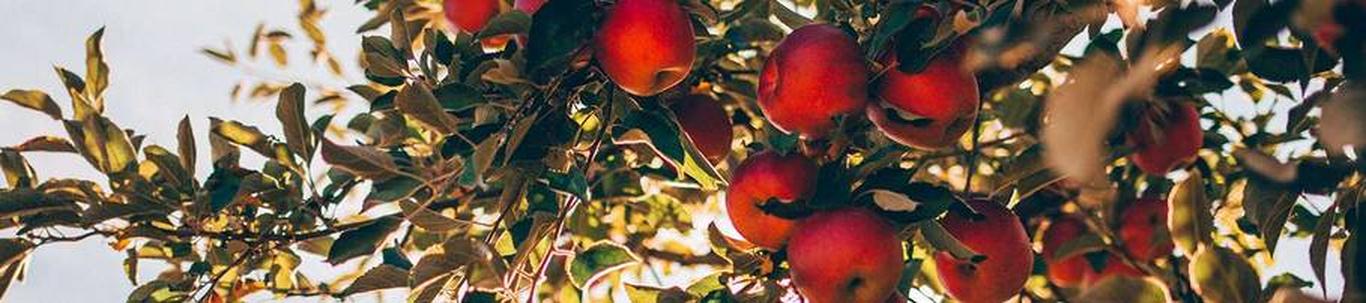 AS-i Võhu Vein põhitegevusalaks on puuvilja- ja marjaveinide tootmine, hulgi ja jäemüük.  2024. aastal eksportis AS Võhu Vein oma toodangut Läti, Leedu, Hispaan