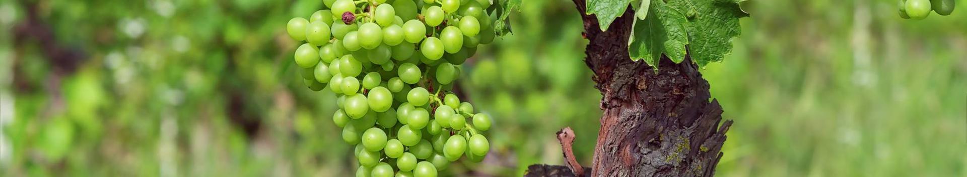 Heinzi Veinikelder OÜ põhitegevuseks on eestimaisest toorainest marja-ja puuviljaveinide tootmine.