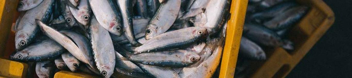 VALKET OÜ valdkond on kala, vähilaadsete ja limuste jaemüük spetsialiseeritud kauplustes. Samas valdkonnas (EMTAK 47231) on tegutsevaid ettevõtteid 2023 aasta s