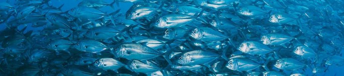 OÜ Aver Baltic Fishing Group põhitegevus oli 2022 aastal - kala,vähilaadsete ja limuste jaemüük. Juhatus koosneb 2 liikmest, liikmetele liikmetasu ei maksta. Töötasu juhatuse liikmetele makstud 7848 eurot OÜ Aver