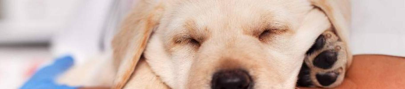 DCO Consult on loodud 17.oktoobril 2019.aastal. Ettevõtte pakub loomade füsioteraapia teenust. Patsientideks on põhiliselt koerad, sekka satub ka kasse. 2022. aastal oli 4656 eurose müügitulu juures kasum 2332 eurot. ...