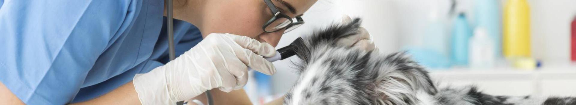 Veterinarians and Clinics, Veterinary and Animal Clinics, Animal Clinics
