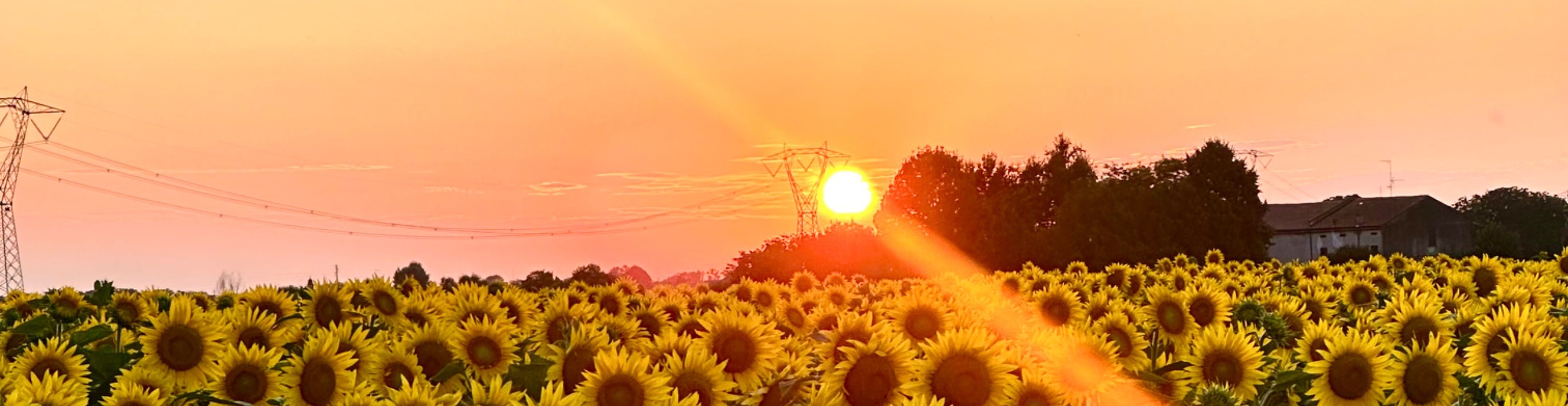 Largest trustworthy company ASV-AGRO OÜ, reputation score 1010, active business relations 2. Cereal cultivation in Märjamaa vald.