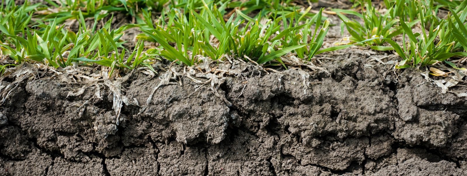 Soil health is the foundation of productive agriculture. Healthy soil supports plant growth by providing essential nutrients, water, and a stable structure. It 