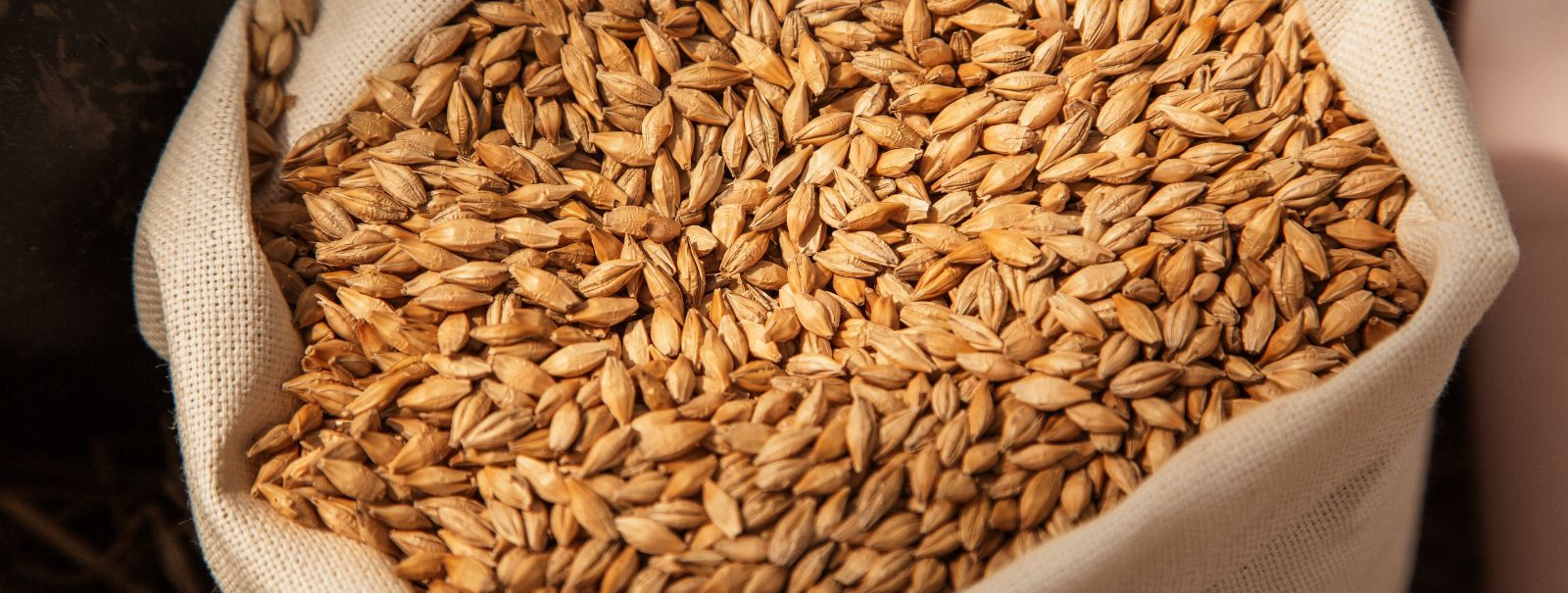 Malt is the backbone of beer, providing the essential sugars needed for fermentation. It's made by soaking cereal grains, typically barley, in water to initiate