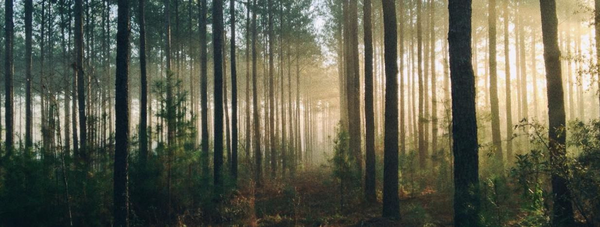 Metsandus on Eesti oluline ressurss ja keskkonnasõbralik majandusharu, ...