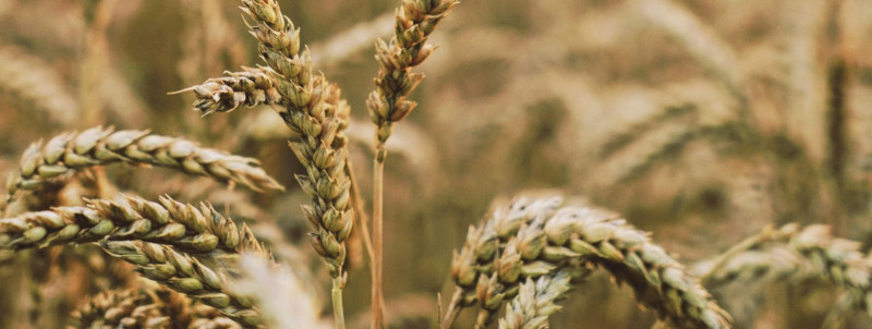 5 jätkusuutlikku praktikat kaasaegses teraviljakasvatuses