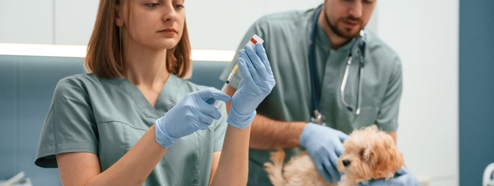 Vaktsineerimine on kriitilise tähtsusega teie lemmikloomade ennetava ...