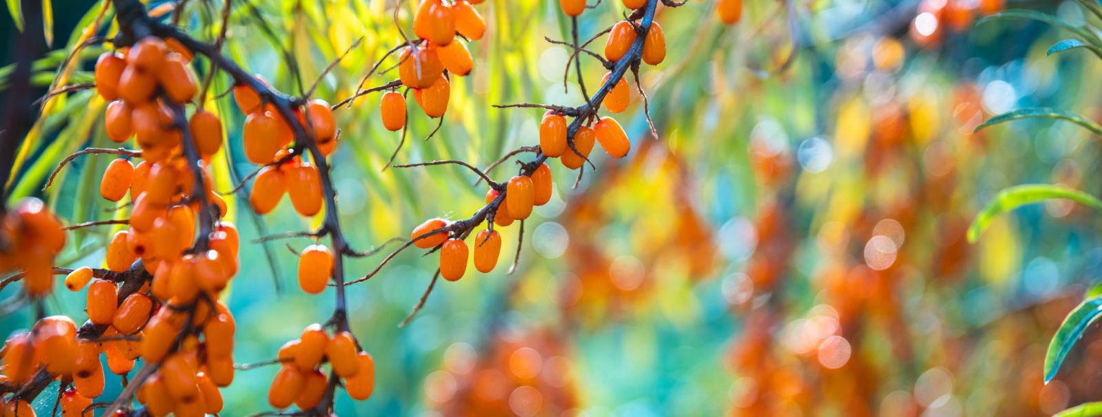 Sea buckthorn is a thorny shrub native to Europe and Asia, renowned for its bright orange berries. These berries are not only striking in appearance but are als