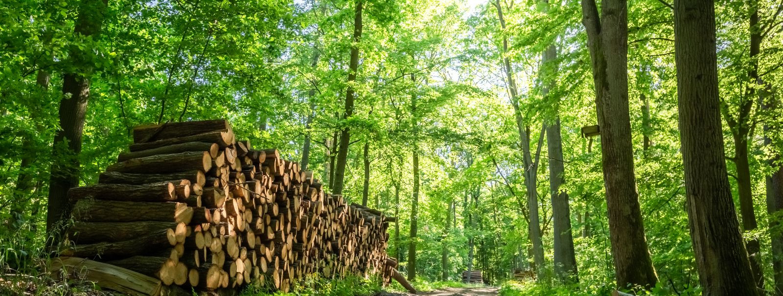 Kuna ülemaailmne kogukond muutub üha teadlikumaks keskkonnaprobleemidest, on jätkusuutlik metsaraie kujunenud metsandustööstuse oluliseks praktikaks. Jätkusuutl