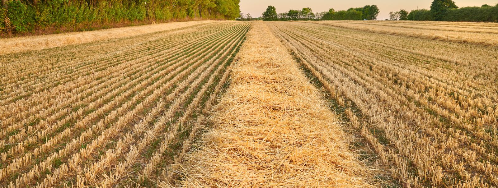 Ankiter OÜ on loodud 2017. aastal, eesmärgiga kasvatada teravilja ja rapsi.  2022.aasta alguses tõi COVIDi-järgne taastumine kaasa tarne-ja kaubandushäired ning