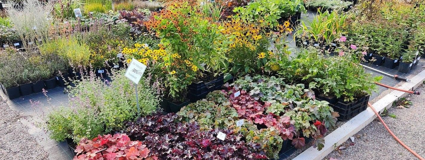Ornamental plants are the cornerstone of garden design, providing visual interest, texture, and color. They range from flowering perennials and annuals to shrub
