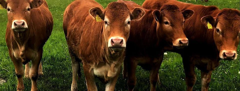 Südames pastoralistlikel maastikel ja saginat täis turgudel seisab KMR Livestock Europe LTD kui traditsiooni ja innovatsiooni majakas kariloomade tööstuses. Rik