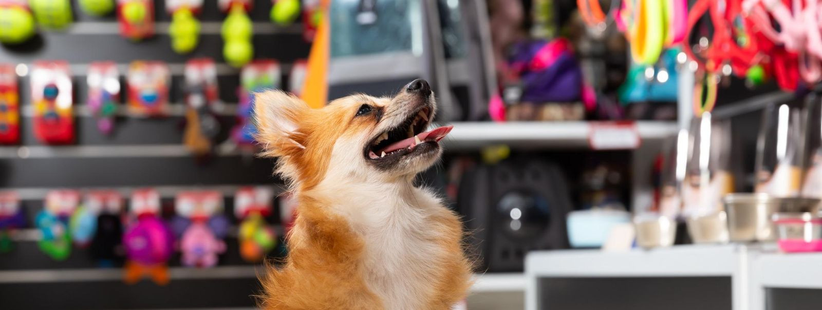 Our company provides continuous and reliable access to the necessary products and solutions for veterinarians, animal keepers and pet keepers. We are committed 