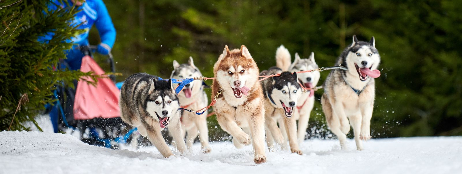 Discover the heart of Estonia's untamed wilderness with HINGEGA LOODUSES OÜ, where adventure beckons and memories await. Our sled dog experiences invite you to 
