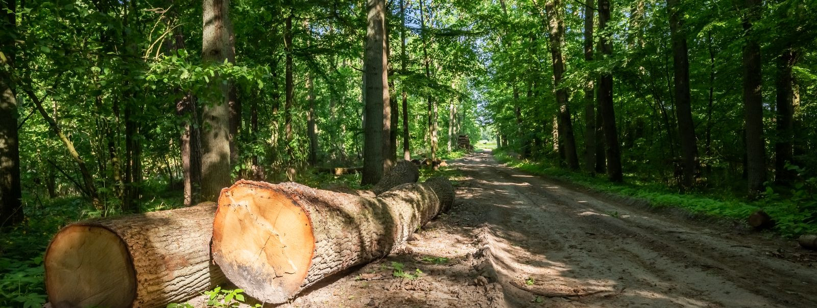 Hansatrust on juhtiv ettevõte, mis pakub kõrgtasemel metsamajanduse ja taastuvate hakkepuidu teenuseid. Oleme pühendunud säästva metsanduse põhimõtetele, tagade