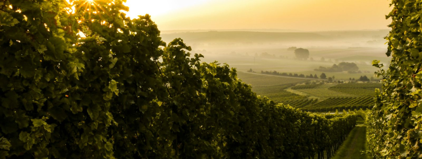 Gruusia veinivalmistamise ajalugu on sama rikas kui muld, mis toidab selle viinapuid. Arheoloogilised tõendid viitavad sellele, et see väike mägine riik Kaukaas