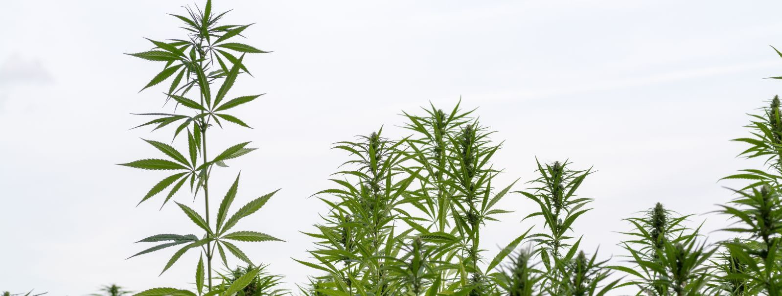 Industrial hemp, a variety of the Cannabis sativa plant, has been cultivated for thousands of years for its fibers, seeds, and oil. Historically, it has been