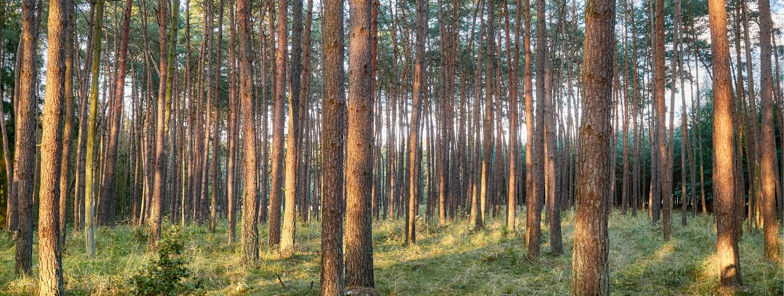 Puidutööstus on paljude majanduste nurgakivi, pakkudes olulisi materjale ehituseks, paberi tootmiseks ja energiaks. Kuid nende materjalide transportimine metsad