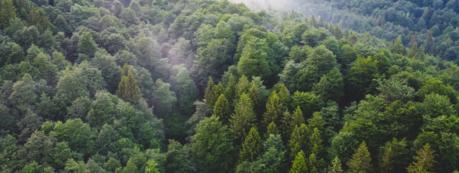 Jätkusuutlik metsandus (SFM) on terviklik lähenemisviis metsaressursside haldamisele viisil, mis rahuldab praeguse põlvkonna vajadusi, kahjustamata tulevaste põ