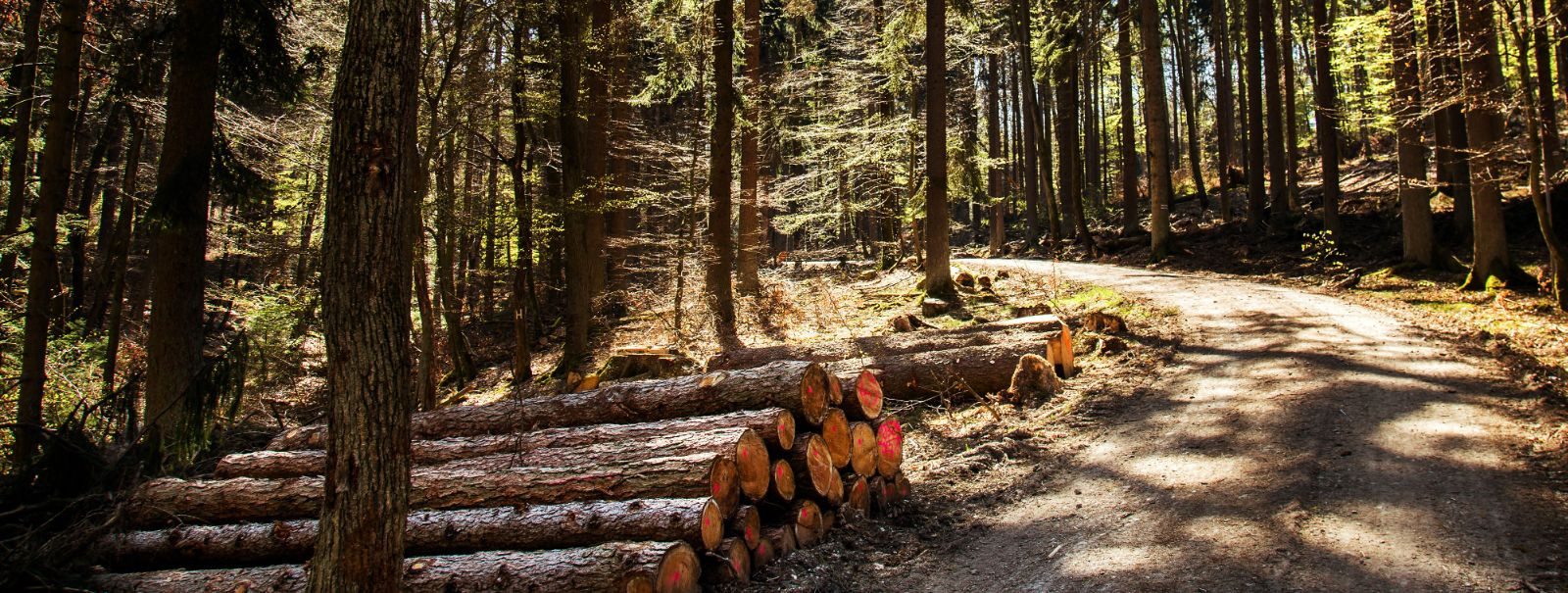 KM Mets OÜ alustas tegevust oktoobris 2008. KM Mets OÜ tegeleb puiduvarumisega, metsauuendamisega, metsa hooldamisega, kasvava metsa ning metsamaterjali ja hakk